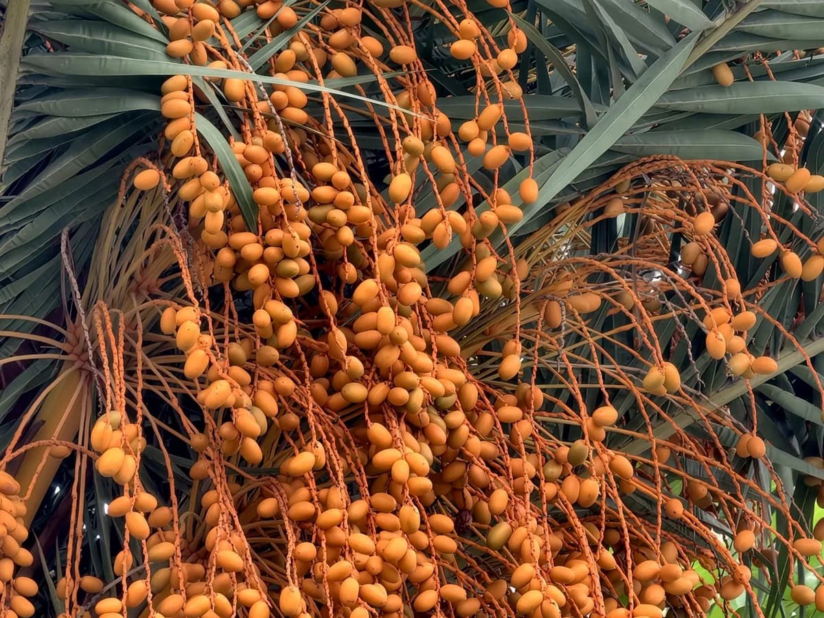 Ripe dates hanging in dense golden bunches from a date palm.